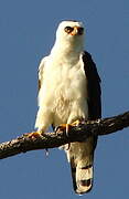 Aigle noir et blanc