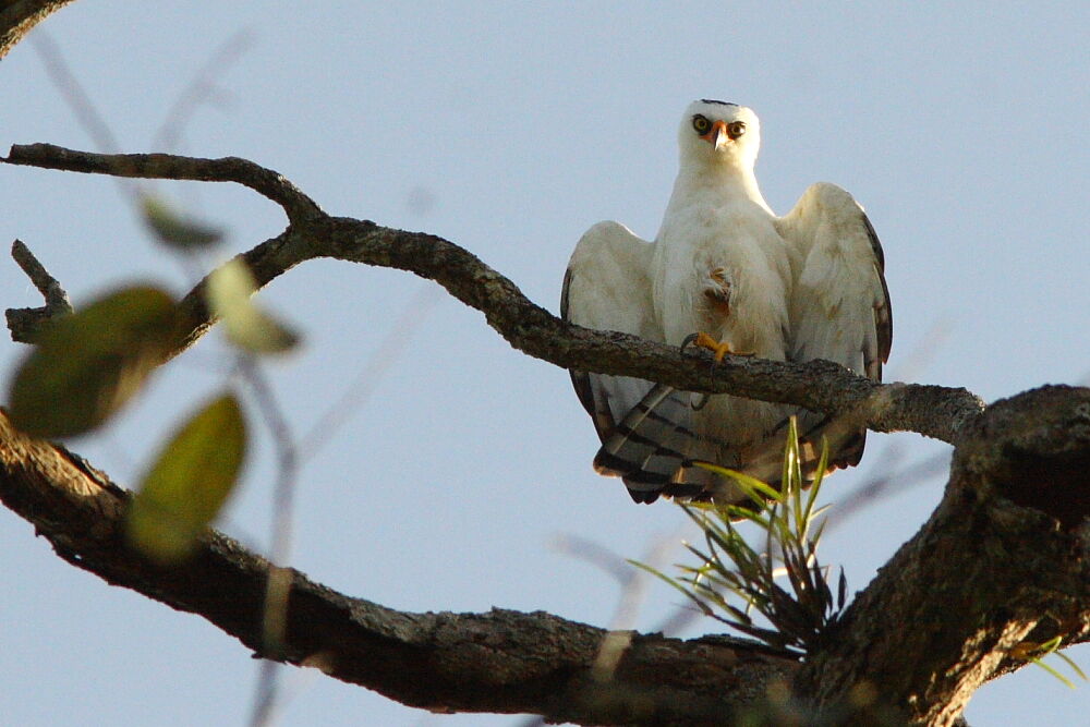 Black-and-white Hawk-Eagleadult, identification