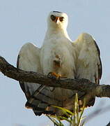 Black-and-white Hawk-Eagle