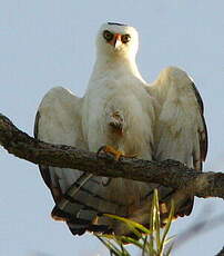 Aigle noir et blanc