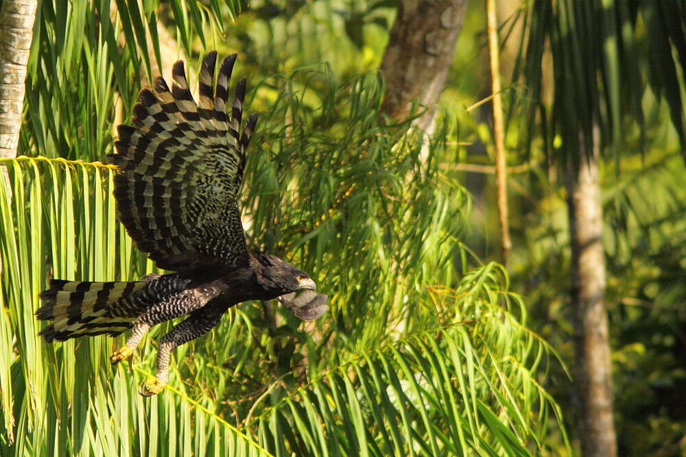 Aigle tyranadulte, Vol