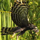 Aigle tyran