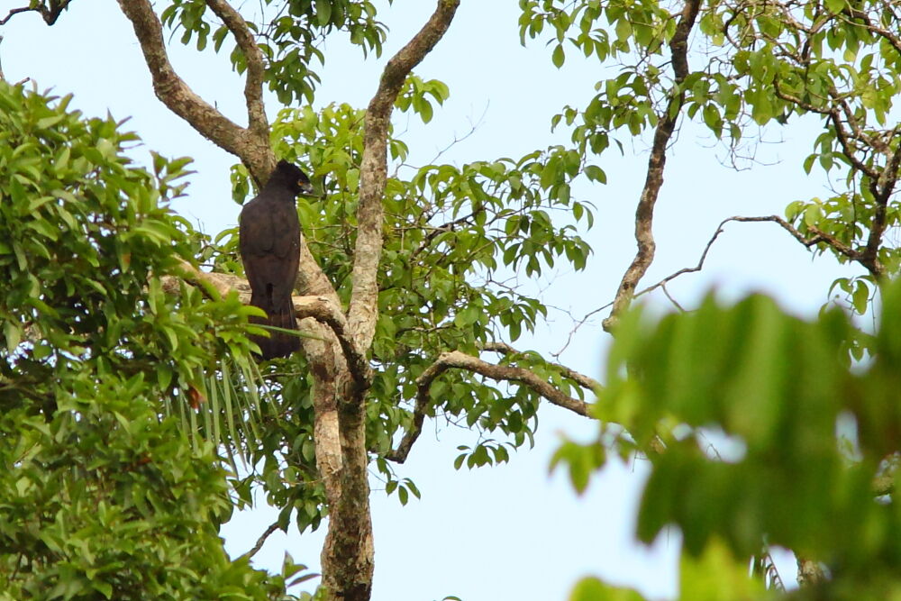 Black Hawk-Eagleadult, identification