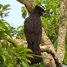 Aigle tyran
