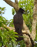 Black Hawk-Eagle