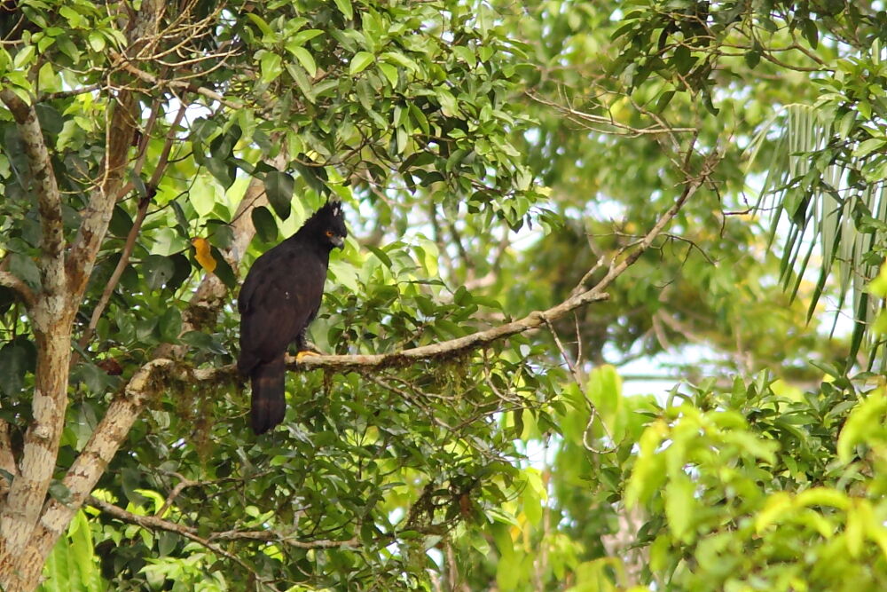 Aigle tyranadulte, identification