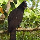 Aigle tyran