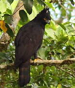 Black Hawk-Eagle