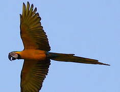 Blue-and-yellow Macaw