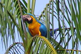 Blue-and-yellow Macaw