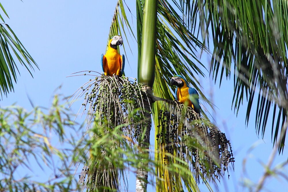 Blue-and-yellow Macawadult, feeding habits