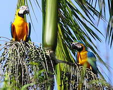 Blue-and-yellow Macaw