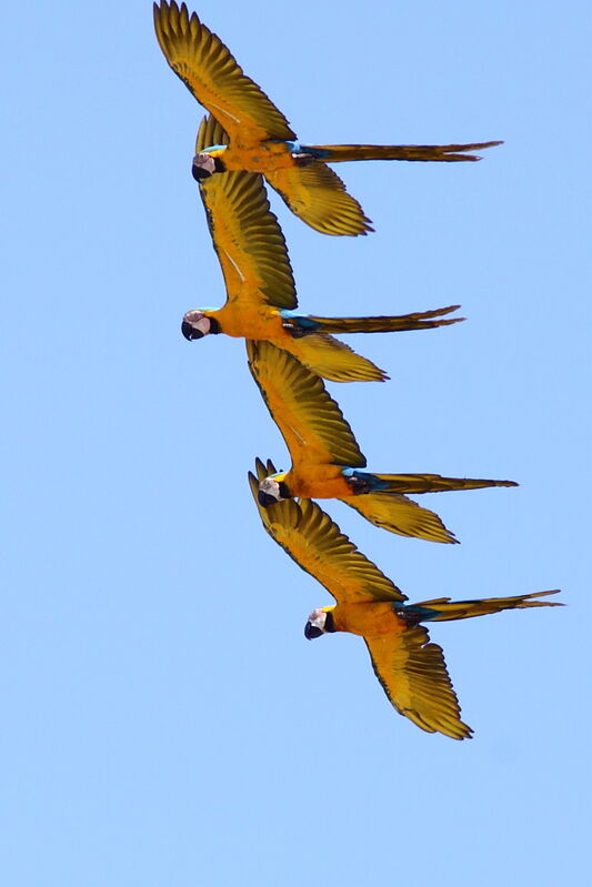 Blue-and-yellow Macawadult, Flight, Behaviour