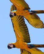 Blue-and-yellow Macaw