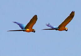 Blue-and-yellow Macaw