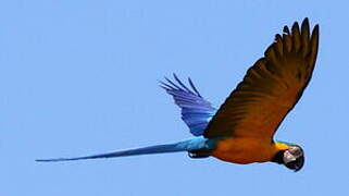 Blue-and-yellow Macaw