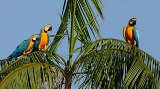 Blue-and-yellow Macaw