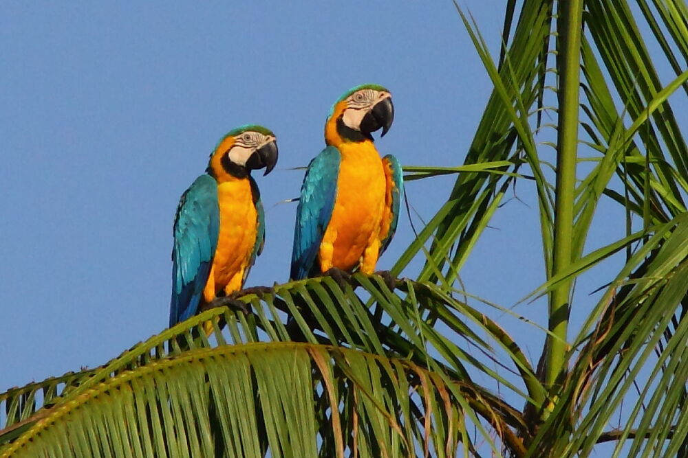 Blue-and-yellow Macawadult, Behaviour