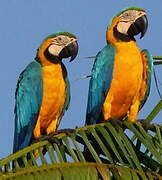 Blue-and-yellow Macaw