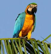 Blue-and-yellow Macaw