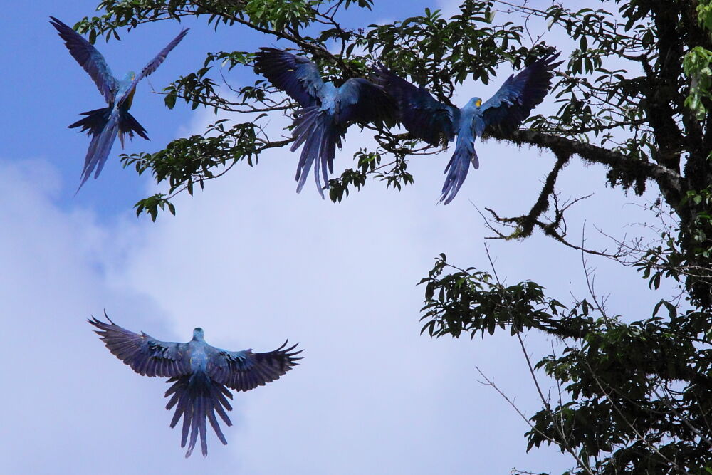 Blue-and-yellow Macawadult, Flight