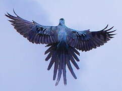 Blue-and-yellow Macaw