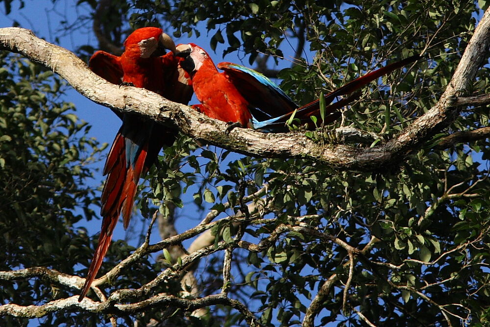 Red-and-green Macaw adult, Behaviour