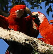 Red-and-green Macaw