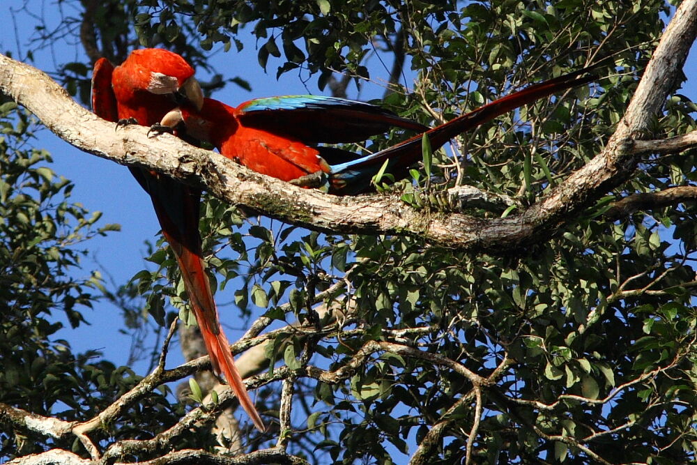 Red-and-green Macaw adult, Behaviour