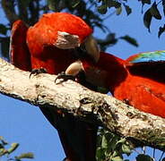 Red-and-green Macaw