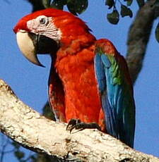 Ara chloroptère