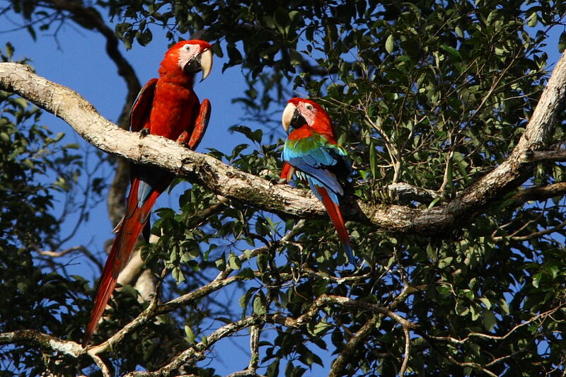 Red-and-green Macaw adult, identification
