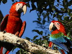 Red-and-green Macaw