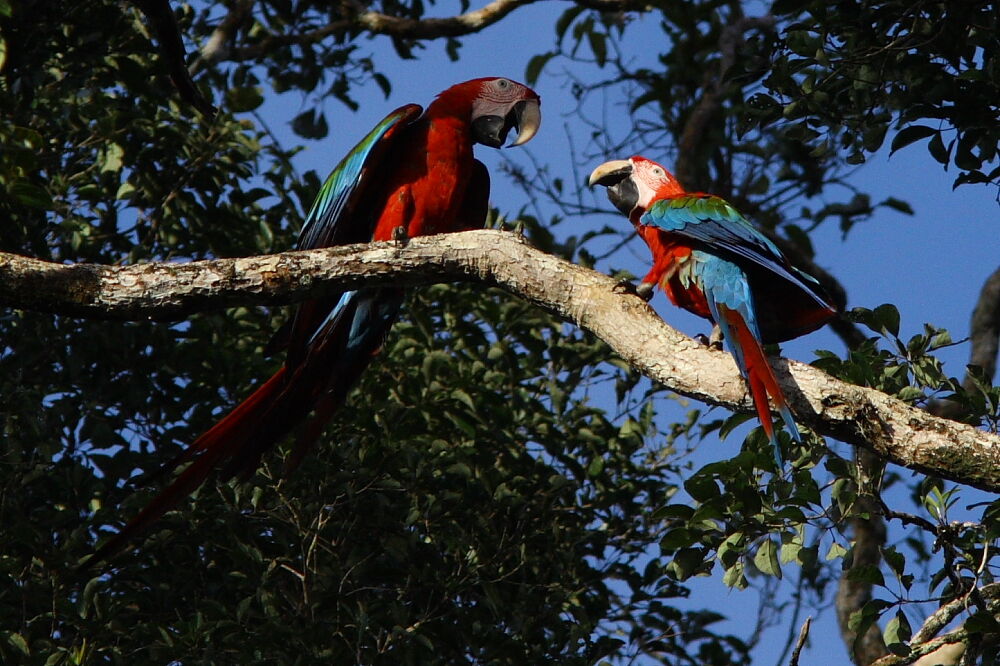 Ara chloroptère adulte, Comportement