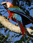 Red-and-green Macaw