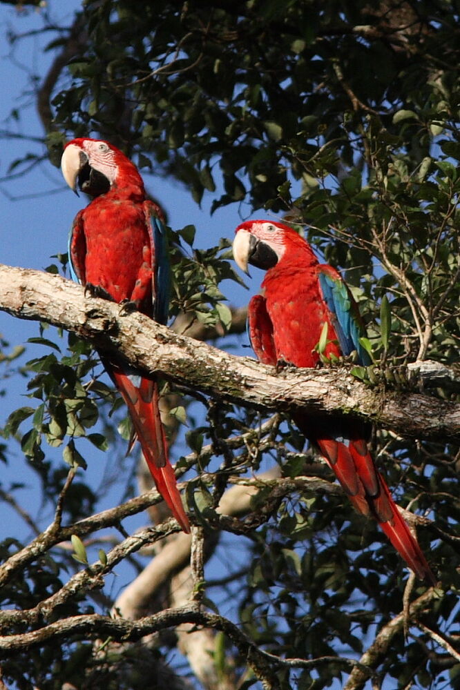 Red-and-green Macaw adult, identification