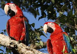 Red-and-green Macaw