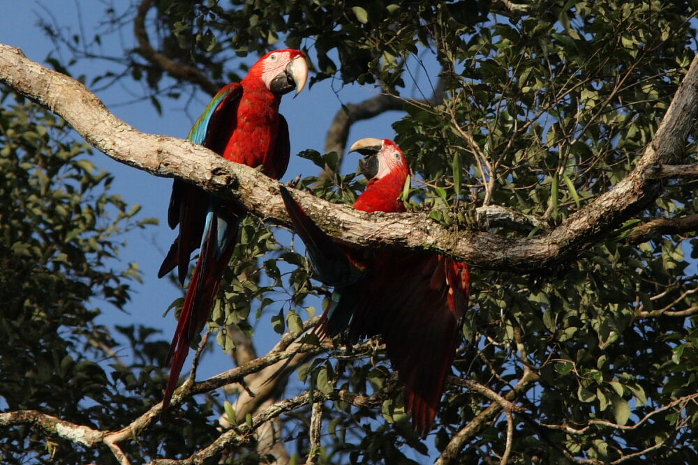 Red-and-green Macaw adult, Behaviour