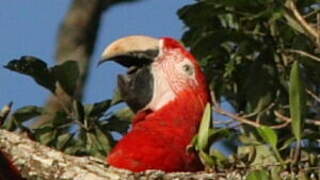 Red-and-green Macaw