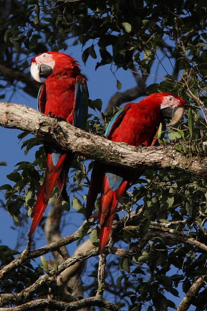 Red-and-green Macaw adult