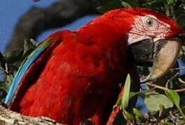 Red-and-green Macaw