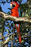 Red-and-green Macaw