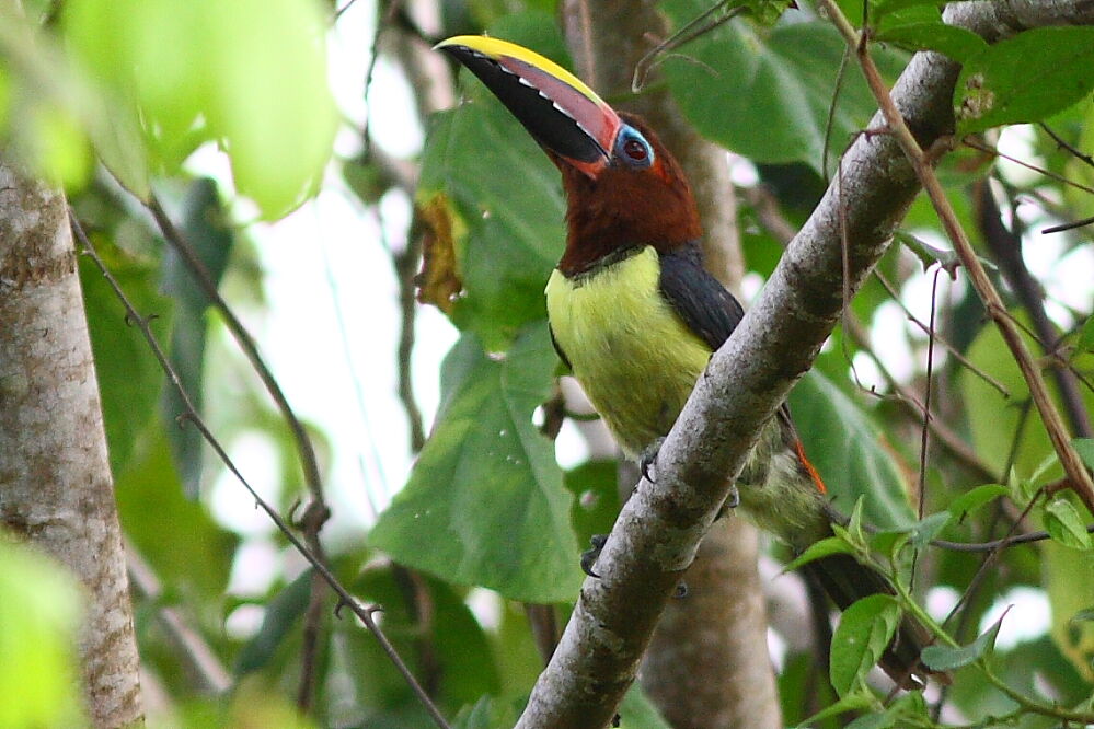 Green Aracari female adult