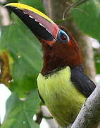 Green Aracari