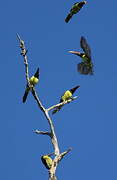 Green Aracari