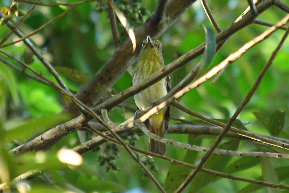 Bright-rumped Attila, identification