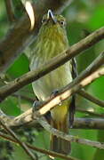 Bright-rumped Attila