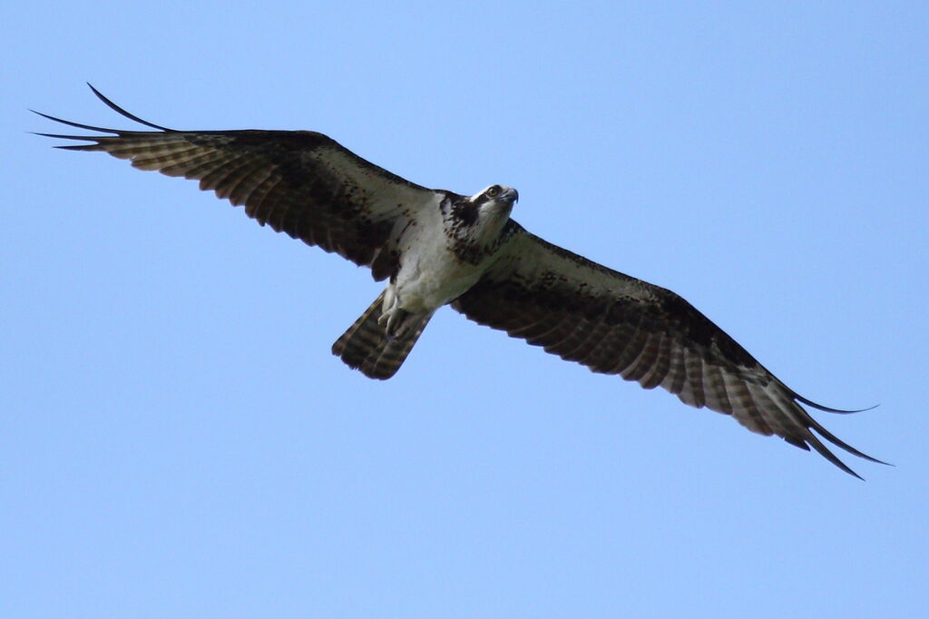 Western Osprey