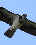 Western Osprey