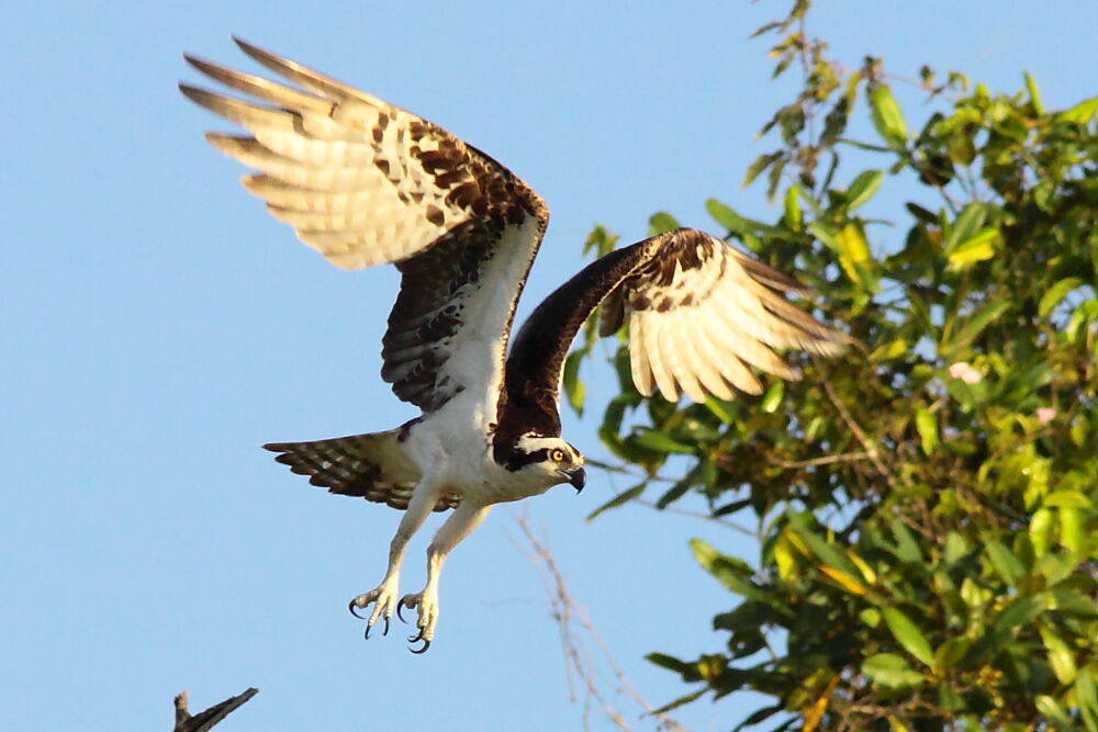 Western Ospreyadult, Flight